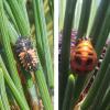 Harmonia axyridis